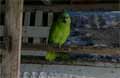 Playa Brasilito Costa Rica - Parrot