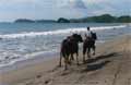 Playa Brasilito Costa Rica - Strand Pferde