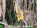 Cahuita Costa Rica - Eyeslash viper